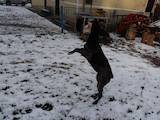 Собаки, щенята Німецька гладкошерста лягава, ціна 3000 Грн., Фото