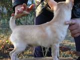 Собаки, щенята Чихуа-хуа, ціна 17000 Грн., Фото