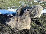 Тваринництво,  Сільгосп тварини Барани, вівці, ціна 1400 Грн., Фото