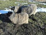 Животноводство,  Сельхоз животные Бараны, овцы, цена 1400 Грн., Фото