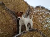 Собаки, щенята Гладкошерста фокстер'єр, ціна 4500 Грн., Фото