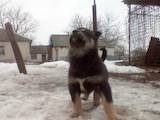 Собаки, щенята Східно-сибірська лайка, ціна 2000 Грн., Фото
