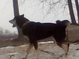 Собаки, щенята Східно-сибірська лайка, ціна 200 Грн., Фото