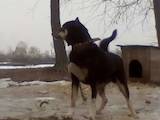 Собаки, щенки Восточно-Сибирская лайка, цена 200 Грн., Фото
