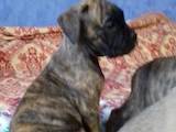 Собаки, щенята Боксер, ціна 4000 Грн., Фото