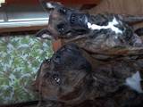 Собаки, щенята Боксер, ціна 4000 Грн., Фото