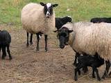 Тваринництво,  Сільгосп тварини Барани, вівці, ціна 10 Грн., Фото