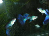 Рибки, акваріуми Рибки, ціна 15 Грн., Фото