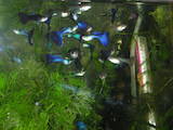 Рыбки, аквариумы Рыбки, цена 15 Грн., Фото
