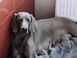 Собаки, щенята Веймарська лягава, ціна 10000000 Грн., Фото
