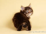 Кошки, котята Курильский бобтейл, цена 16800 Грн., Фото