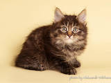 Кошки, котята Курильский бобтейл, цена 16800 Грн., Фото