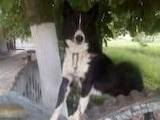 Собаки, щенята Західно-Сибірська лайка, ціна 500 Грн., Фото