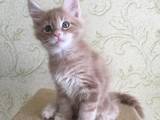 Кошки, котята Мэйн-кун, цена 27250 Грн., Фото