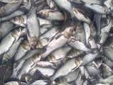 Рыбки, аквариумы Рыбки, цена 20 Грн., Фото