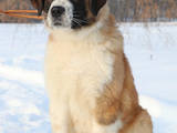 Собаки, щенята Московська сторожова, ціна 7000 Грн., Фото