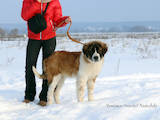Собаки, щенята Московська сторожова, ціна 7000 Грн., Фото