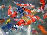 Рыбки, аквариумы Разное, цена 300 Грн., Фото