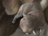Собаки, щенки Чихуа-хуа, цена 5500 Грн., Фото