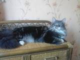 Кошки, котята Мэйн-кун, цена 4000 Грн., Фото