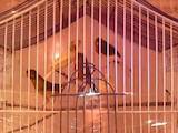 Папуги й птахи Канарки, ціна 650 Грн., Фото