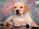 Собаки, щенки Лабрадор ретривер, цена 14000 Грн., Фото
