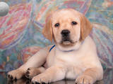 Собаки, щенки Лабрадор ретривер, цена 14000 Грн., Фото