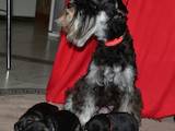 Собаки, щенята Цвергшнауцер, ціна 5000 Грн., Фото