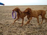 Собаки, щенята Угорська вижла, ціна 9500 Грн., Фото