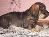 Собаки, щенята Довгошерста такса, ціна 1000 Грн., Фото