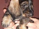 Собаки, щенята Довгошерста такса, ціна 1000 Грн., Фото