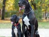 Собаки, щенки Немецкий дог, цена 20000 Грн., Фото