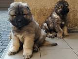 Собаки, щенки Кавказская овчарка, цена 12000 Грн., Фото