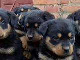 Собаки, щенки Ротвейлер, цена 2500 Грн., Фото