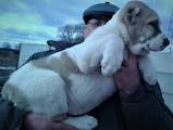 Собаки, щенята Середньоазіатська вівчарка, ціна 16000 Грн., Фото