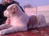 Собаки, щенки Среднеазиатская овчарка, цена 16000 Грн., Фото