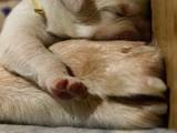 Собаки, щенята Кавказька вівчарка, ціна 12500 Грн., Фото