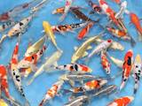 Рыбки, аквариумы Установка и уход, цена 200 Грн., Фото