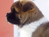 Собаки, щенята Американський акіта, ціна 40000 Грн., Фото