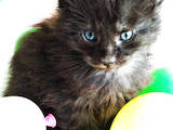 Кошки, котята Мэйн-кун, цена 32500 Грн., Фото