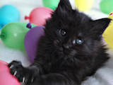 Кішки, кошенята Мейн-кун, ціна 32500 Грн., Фото