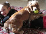 Собаки, щенята Англійський коккер, ціна 2000 Грн., Фото