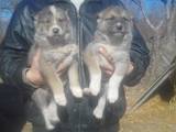 Собаки, щенята Східно-сибірська лайка, ціна 1000 Грн., Фото