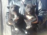 Собаки, щенки Восточно-Сибирская лайка, цена 1000 Грн., Фото
