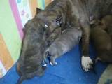 Собаки, щенки Американский стаффордширский терьер, цена 3500 Грн., Фото