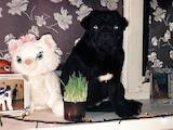 Собаки, щенята Мопс, ціна 9000 Грн., Фото