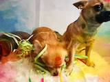 Собаки, щенята Чихуа-хуа, ціна 2700 Грн., Фото