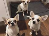 Собаки, щенки Чихуа-хуа, цена 2700 Грн., Фото