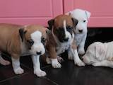 Собаки, щенки Стаффордширский бультерьер, цена 8000 Грн., Фото