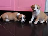 Собаки, щенята Стаффордширський бультер'єр, ціна 8000 Грн., Фото